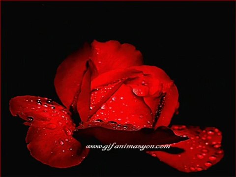 Gülüm Gülüm ( Y.JANUARY )