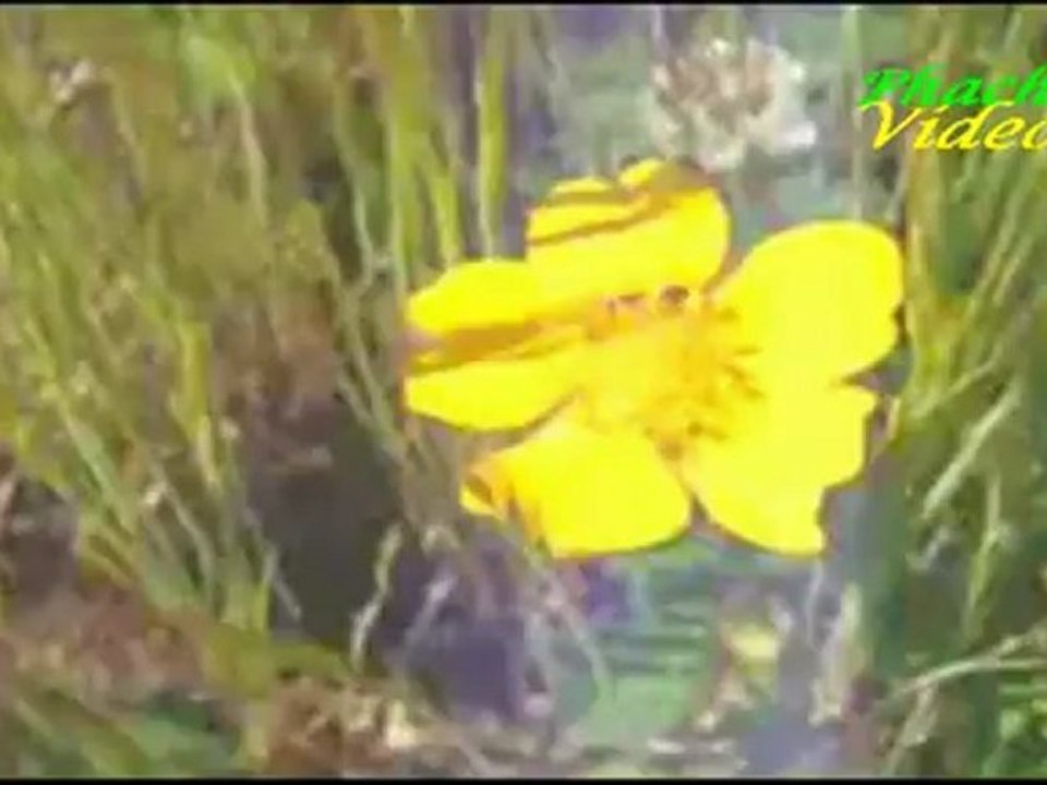 LES POPPYS   _   LET  THE  SUNSHINE IN VIDEO CLIP