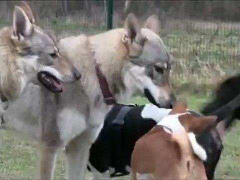 Rencontre canine Meaux - Jeux Chien Loup Tchèque