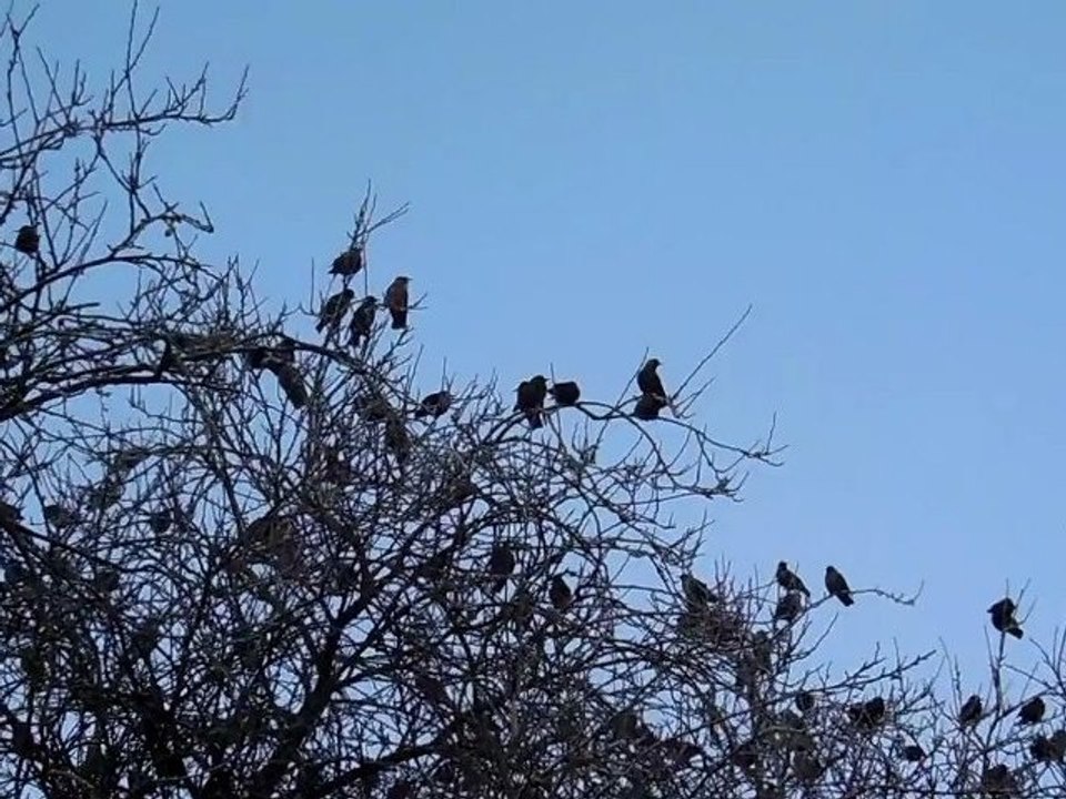 Centaines d'oiseaux