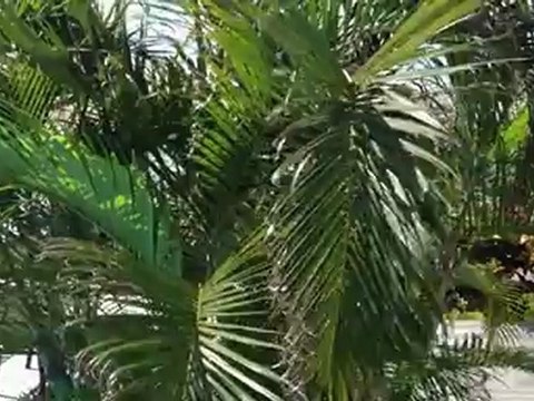 Villa Montepulciano, villa Prestige Gaidic en Guadeloupe à Saint François