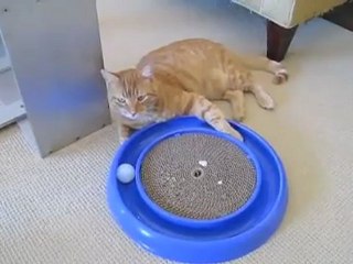 O melhor presente para oferecer a um gato