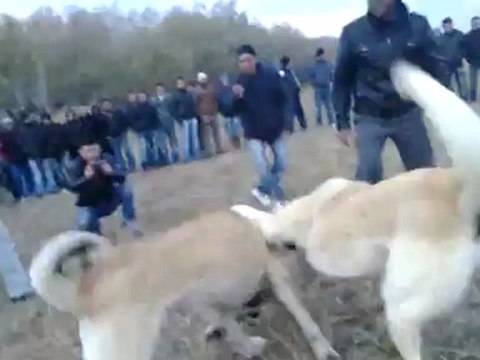 Çıtaklı ErdaLın Deli Reis & Dinarlı Reis