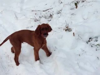 Hâpy découvre la neige