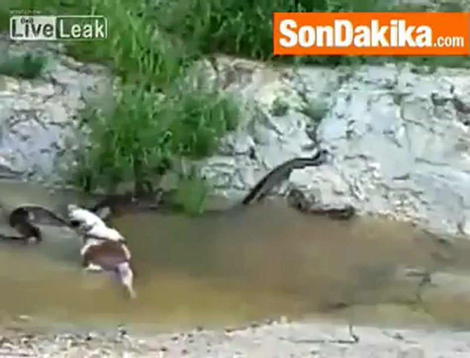 İnek Kusan Anakonda (yilan)