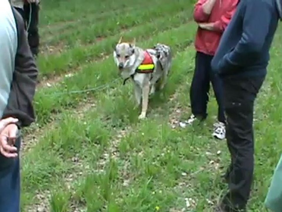 recherche utilitaire avec un chien loup tchecoslovaque