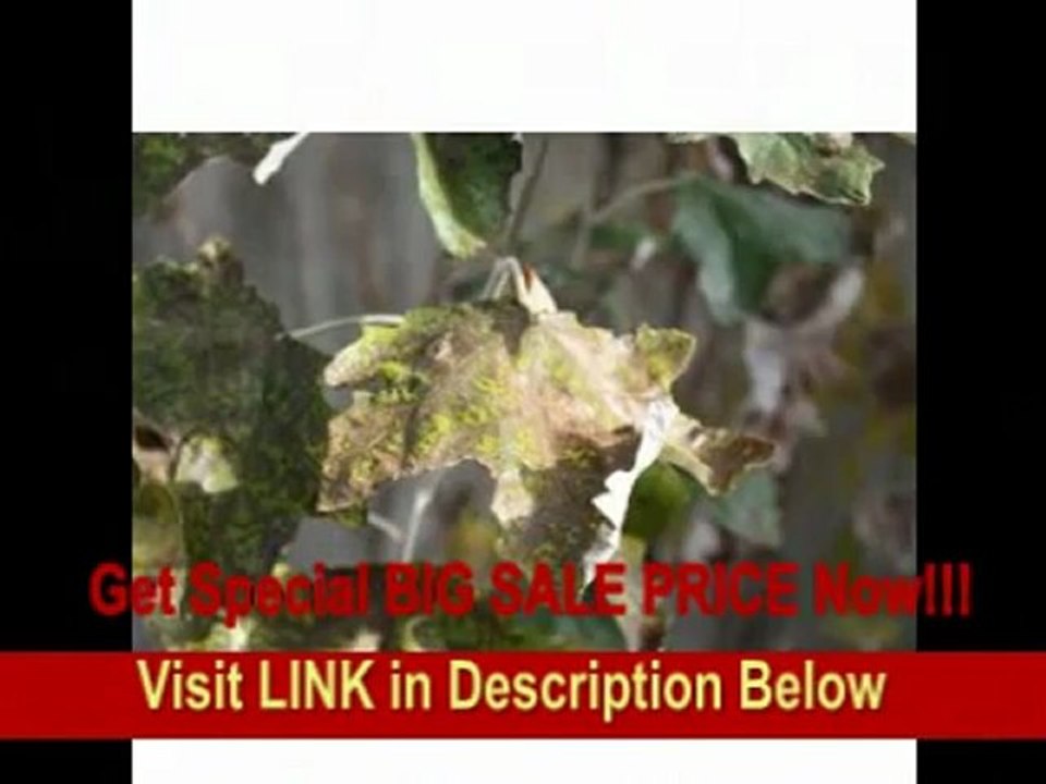 [REVIEW] Canon EOS Digital Rebel XSi SLR Black 2 Lens Kit with EF-S 18-55mm f/3.5-5.6 Image Stabilizer Lens & EF-S 55-250mm f/4-5.6 IS Image Stabilizer Lens