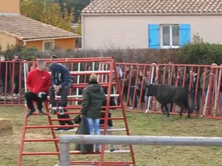 encierro d 'hiver 2012 codognan