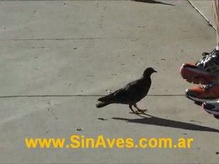 Por que es tan dificil espantar a las palomas