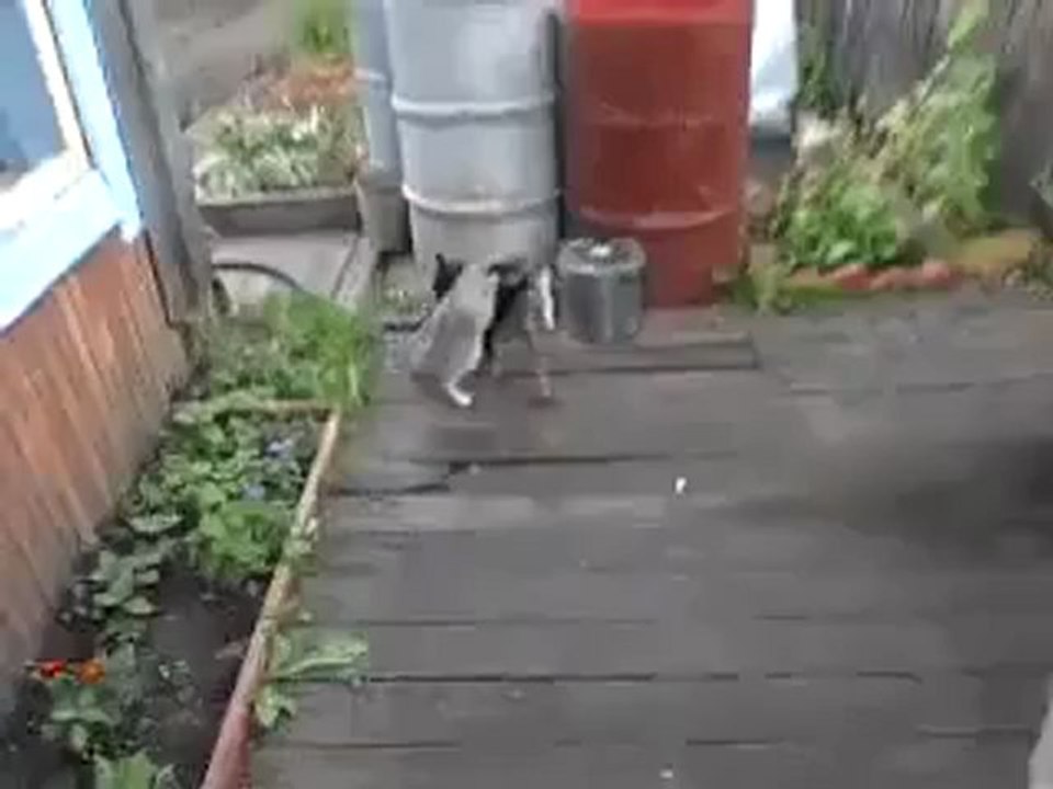 köpegin kidiyi eve getirisi