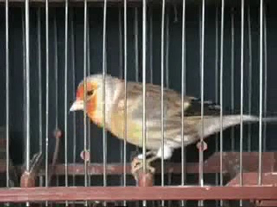 ZOO PET SHOP