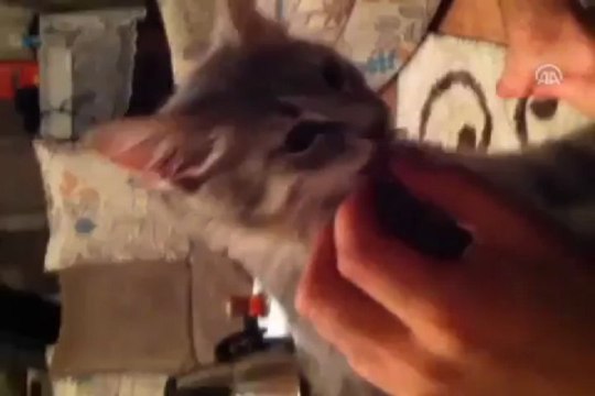 Fanatik kedi şaşırtıyor