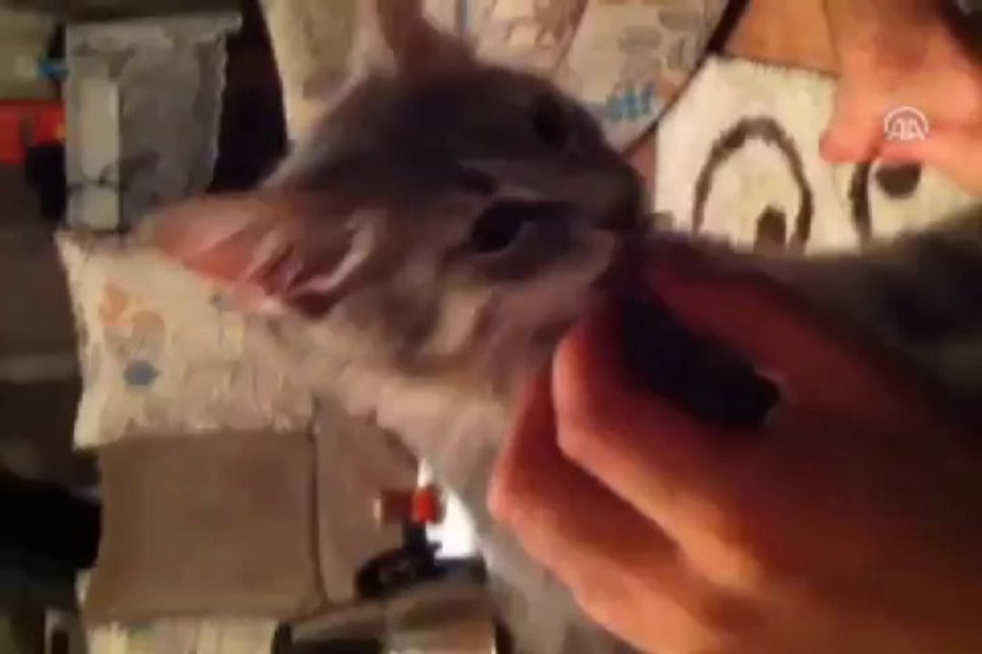 Fanatik kedi şaşırtıyor