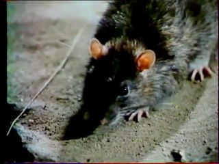 WILLARD (1971) Version Francaise part 1