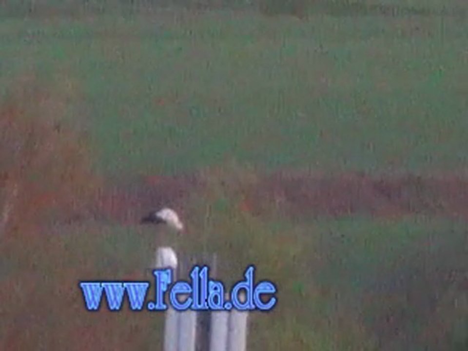 Storch fliegt über Hammelburg Diebach fliegender Storch