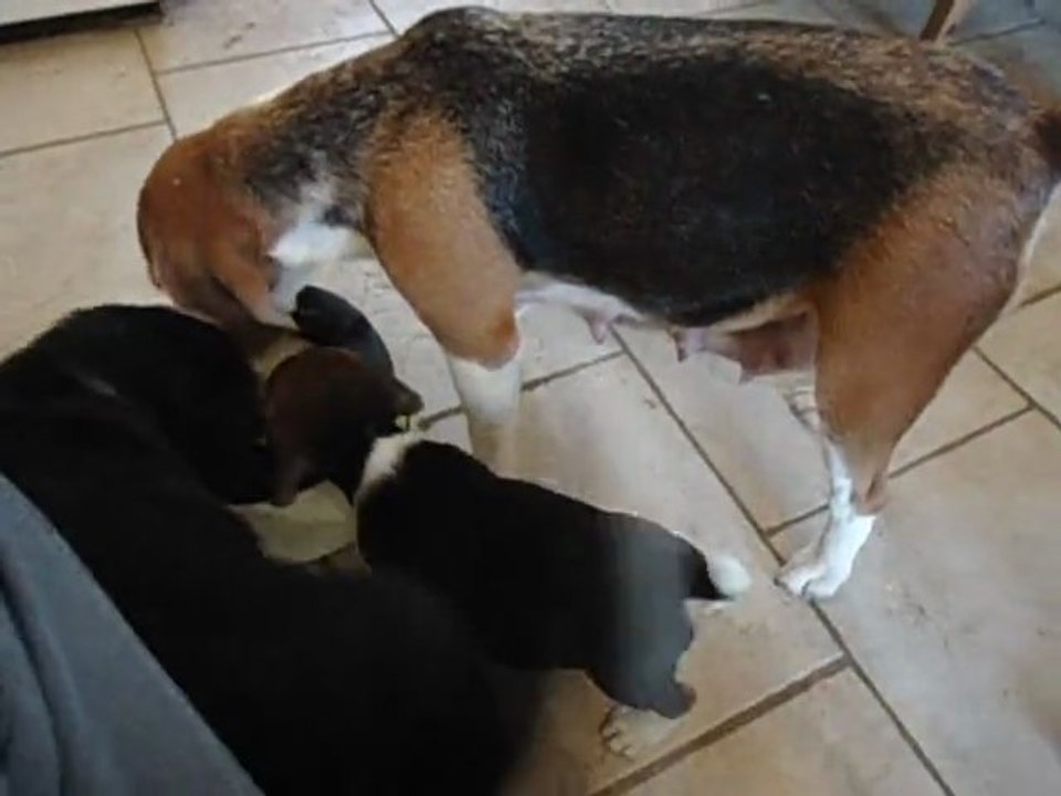 chiots en détente