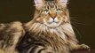 Crafts Book Review: Maine Coon Cats 2013 Wall Calendar by Willow Creek Press