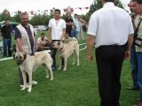 Türk AsLanLarı KangaL iZeLe. WwWBeNiMSeVDaM.CoM