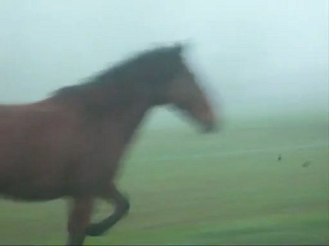 Extrait des juments au près