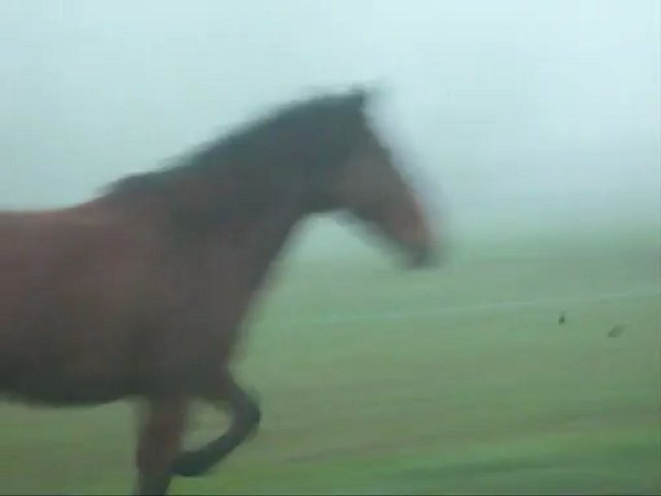 Extrait des juments au près