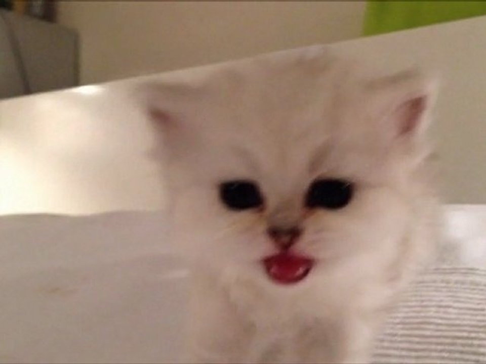 Hitchy de Silver Gate - Chaton Mâle Persan Silver Shaded