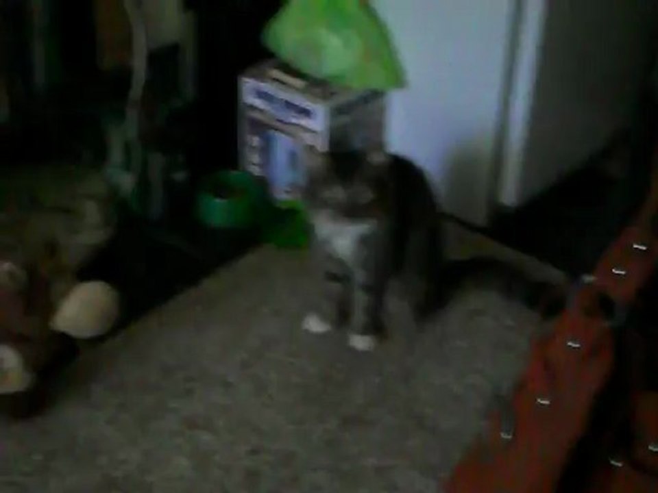 Nuestro gato Abel