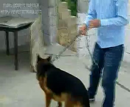 ismail karakeçili-şanlıurfa kümes video- guvercinurfa.com