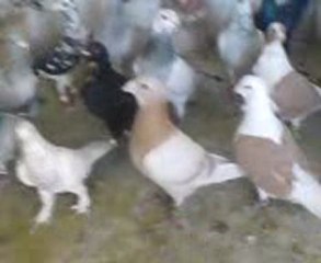 Şanlıurfadan tokiden mamonun karışma kuşları -www.guvercintv.com