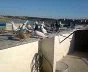 Şanlıurfadan tokiden mamonun karışma kuşları 1 -www.guvercintv.com