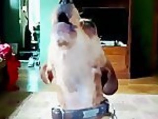 Videobash Vid Roundup Oct. 30th 2012