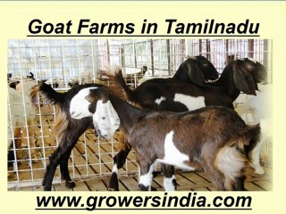 Goat Farms in Tamilnadu