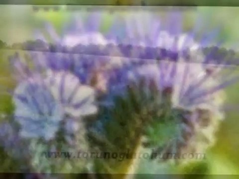 Arı otu satılık,Arı otu satısı,Kara kovan balı,Arı yetiştırılıcıgı birliği