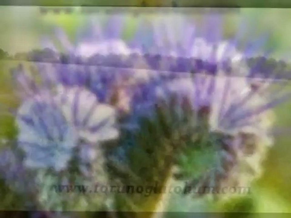 Arı otu satılık,Arı otu satısı,Kara kovan balı,Arı yetiştırılıcıgı birliği