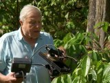 Attenborough 60 Years In The Wild Ep 1 HD