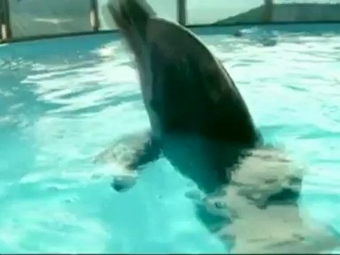 Qui veut la peau des dauphins américains ?