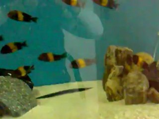 tropheus f0 black kiriza 12d 3e