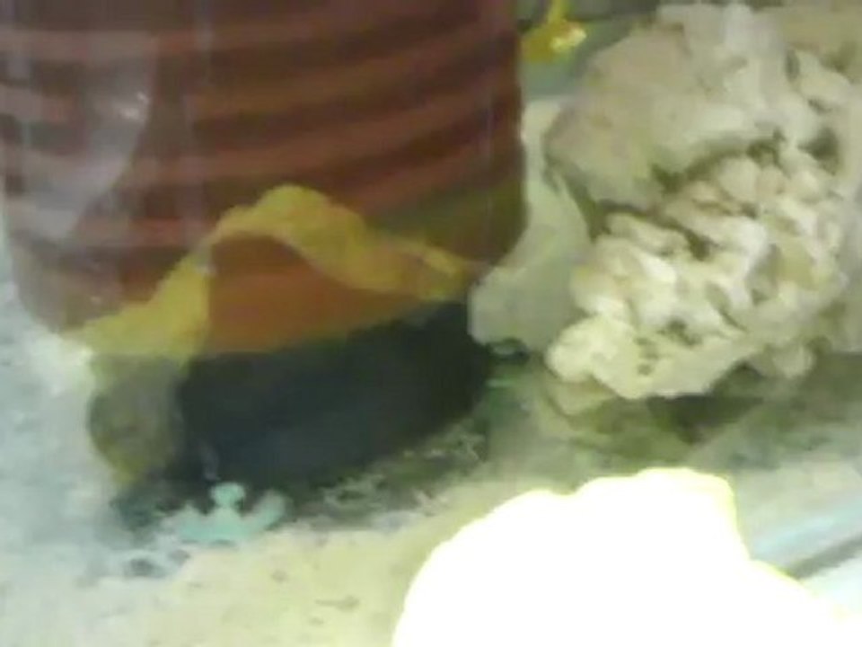 VIDEO0078