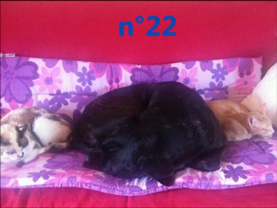 Concours photo chiens + chats + NAC