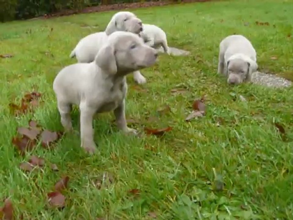 Chiots Braque de Weimar elevage d'Arguiller d'Anjou