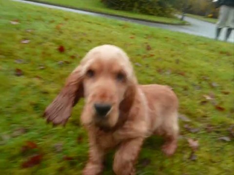 Chiot mâle cocker anglais LOF Funky