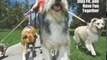 Crafts Book Review: Walk a Hound, Lose a Pound: How You and Your Dog Can Lose Weight, Stay Fit, and Have Fun Together (New Directions in the Human-Animal Bond) by Phil Zeltzman DVM DACVS, Ph.D., RN, FAAN Johnson Rebecca A.