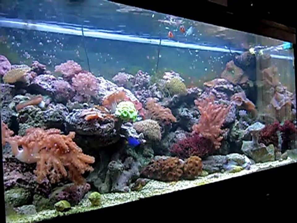 nourrisage bac marin recifal