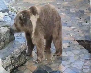 AYILAR ve BALIKLAR & MAYMUNLAR ŞOW YAPTI