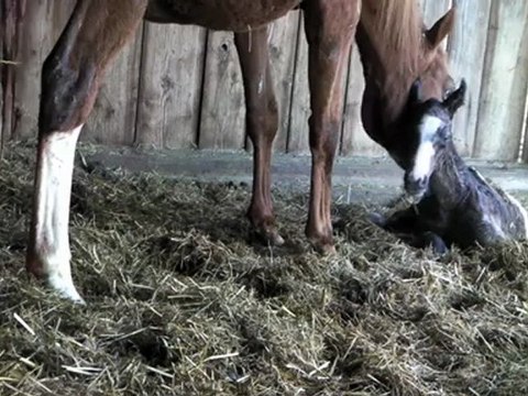 Naissance de Chapka du Petit Prince, pouliche anglo-arabe
