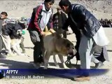 Luchas de perros en Afganistán