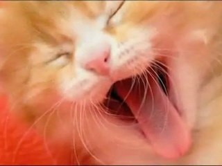 Curso de Fotografia-Digital - 10 - Animales