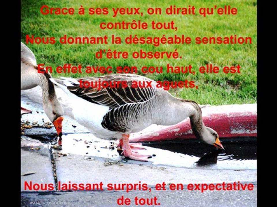 ©L'OIE POEME THOMAS ANDRE PHOTOS&PHOTOS-PEINTURES MARTINE ANCIAUX©