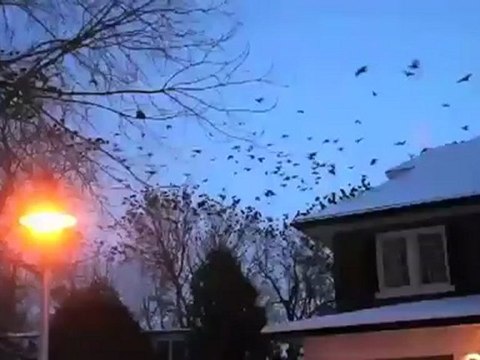 Hundreds of crows flock to the trees along Ronald Drive
