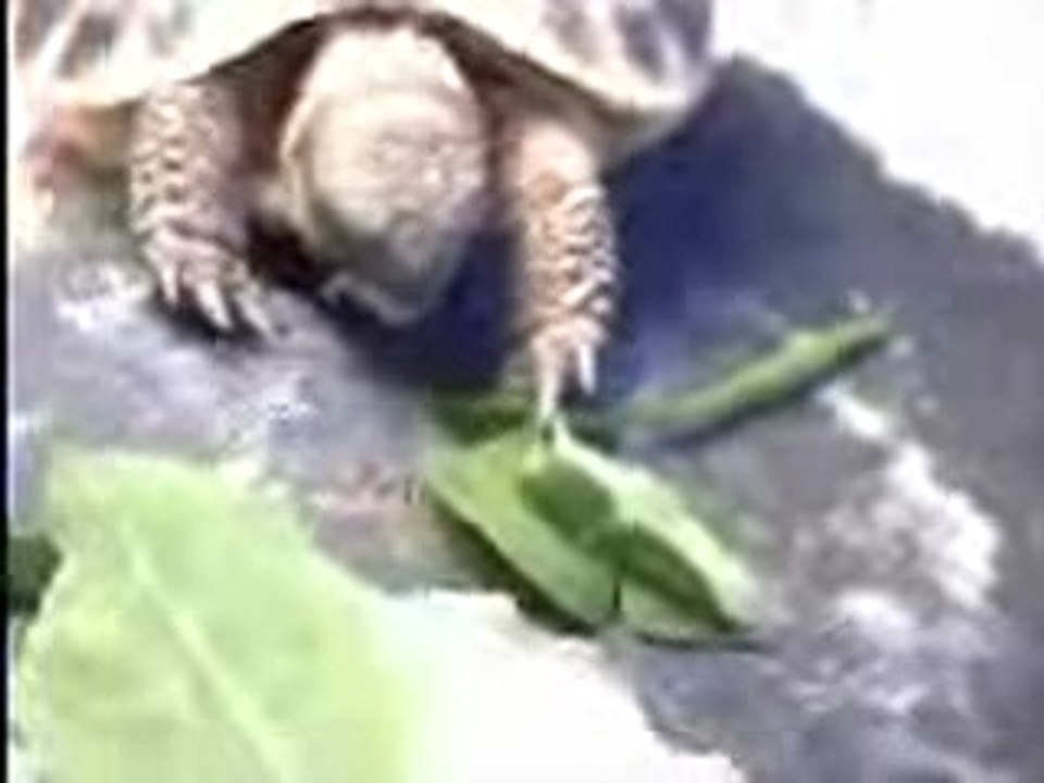 tortue
