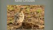 Sariska National Park - Wild Animals and Birds Found in Wildlife Sanctuary